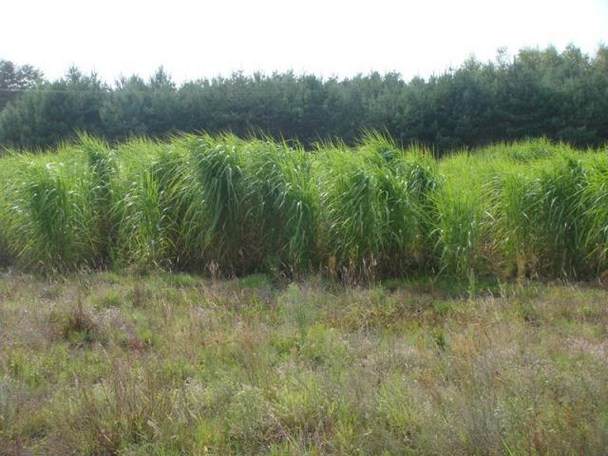 От този вид тревна култура, американска фирма е добила биогориво, в 12 пъти по-голямо количество,спрямо етанол - от царевица